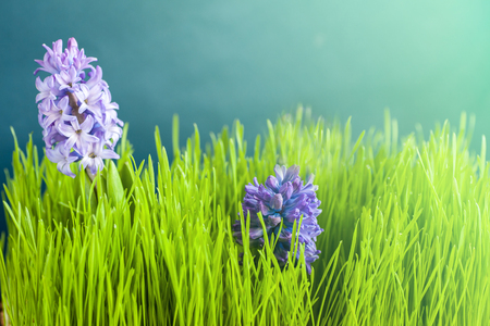 Hyacinth, spring  flower among green grass  gardenの写真素材