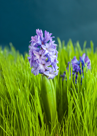 Hyacinth, spring  flower among green grass  gardenの写真素材
