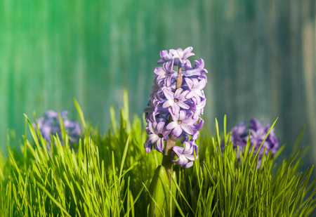 hyacinth flower of springの写真素材