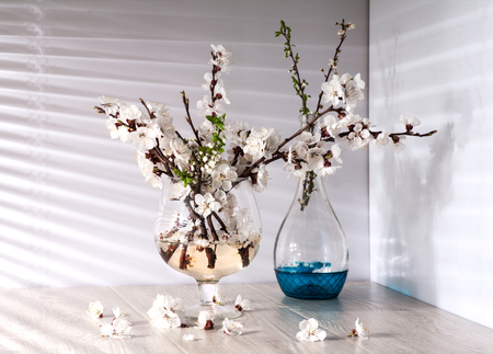 Still life with apricot blossom in a morning sunlightの写真素材