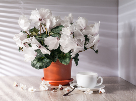 Cyclamen white flower in the morning light.の写真素材