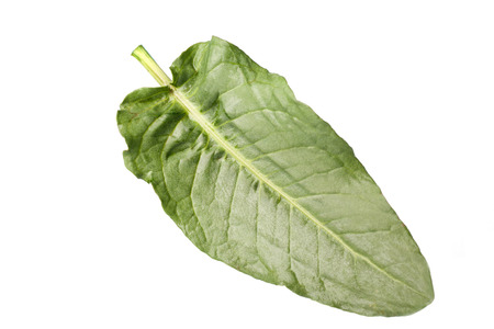 Sorrel leaf isolated on a white backgroundの写真素材
