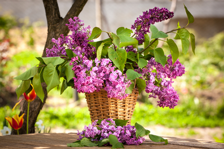 Still life with lilac flowers in garden. Spring time flowers.の写真素材