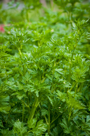 Fresh green parsley vegetable in the spring garden.の写真素材