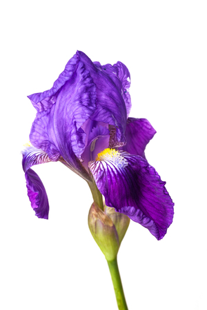 Fresh iris flower isolated on white background.の写真素材