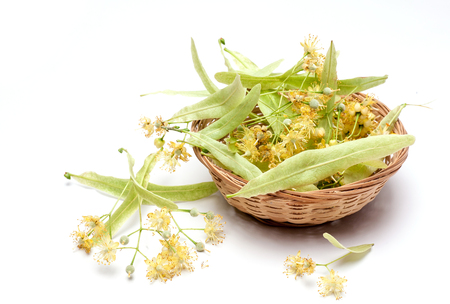 Lime flowers in tied together isolated on white background. Natural remedy.の写真素材