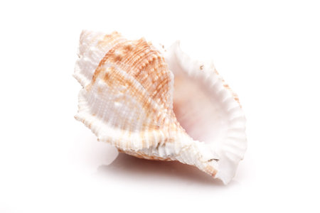 Seashell isolated on white background closeup. Ocean seashell.