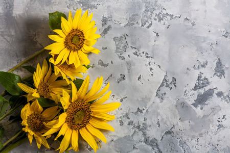 Sunflowers on gray vintage background. Natural backgroundの写真素材