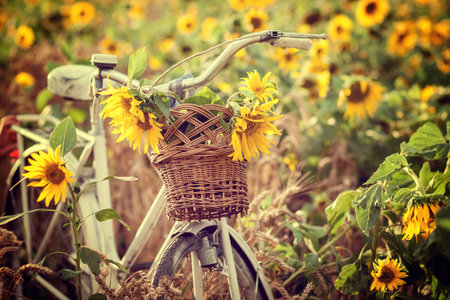 Old bicycle in field with sunflower and wheat.の写真素材