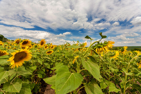 View of a sunflower field with cloudy skyの写真素材