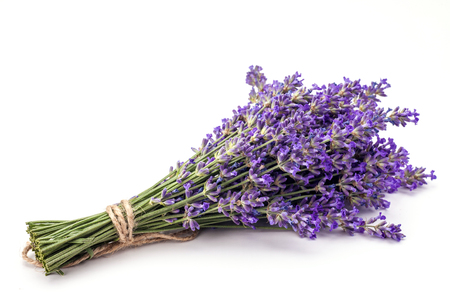 Bunch of lavander isolated on white background.の写真素材