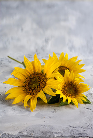 Sunflowers on gray backgroundの写真素材