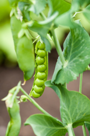 Fresh pea vegetable in summer garden. Natural food.の写真素材