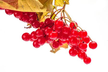 Viburnum isolated on white background. Natural remeddy..の写真素材