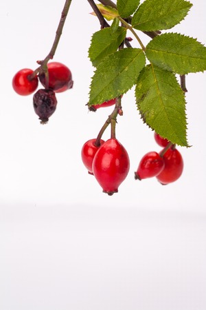 Rose hip isolated on white background. Natural remedy.の写真素材