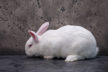 The white rabbit in studio on grey backgroundの写真素材