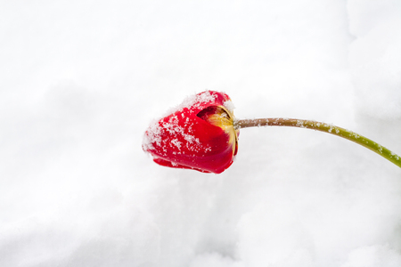 ulips in the snow, ecological deviations of natureの写真素材