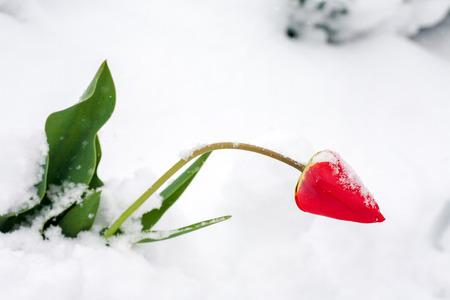 ulips in the snow, ecological deviations of natureの写真素材