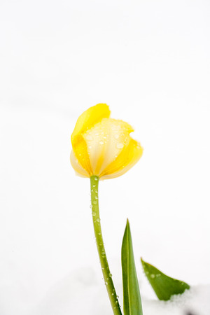 ulips in the snow, ecological deviations of natureの写真素材