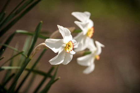 White daffodil flowerの写真素材
