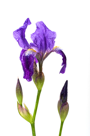 Fresh iris flower isolated on white background.の写真素材
