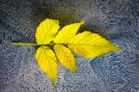 Autumn leaves over a blue stone background