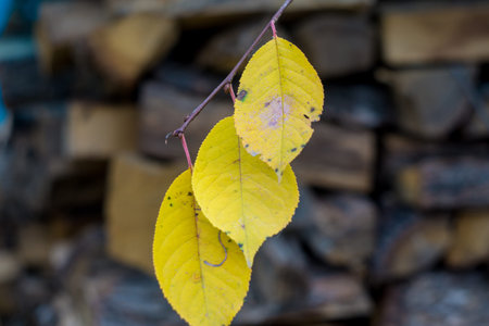 Red and Orange Autumn Leaves Background