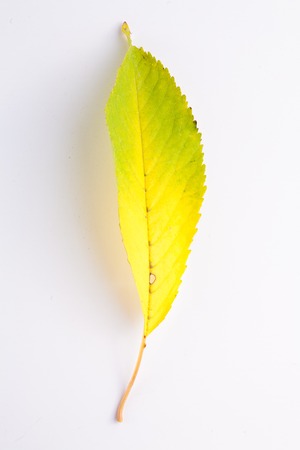 Beautiful autumn leaf on white background isolatedの写真素材