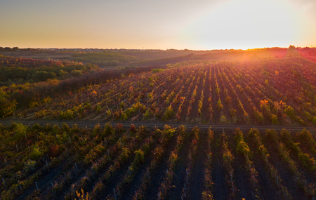 flight over vineyard in autumnの写真素材