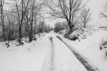 Snow-white winter forest pathways with deep sun and shadows. Forest off road.の写真素材