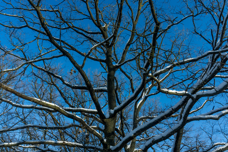 Snow-covered trees in the forest. Forest Park in Winter on a Sunny Day During a Snowfall. Christmas Winter New Yearの写真素材