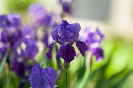 Beautiful purple irises blooming in spring timeの写真素材