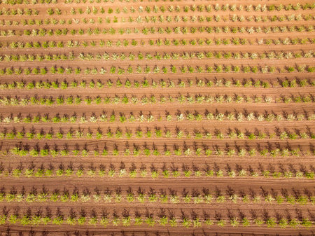 Aerial nature view. Drone view of the spring apple garden.