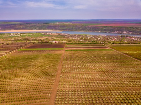 Aerial nature view. Drone view of the spring apple garden.の写真素材