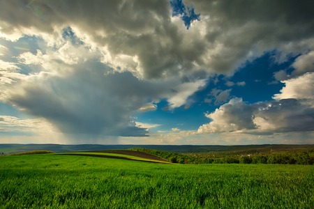 Green field of young wheat in early summer with cloudy sky before the rainの写真素材