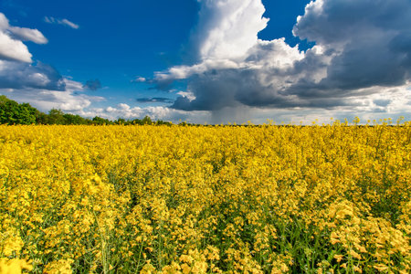 Blooming canola field. Rape on the field in summer. Bright Yellow rapeseed oil. Flowering rapeseed.