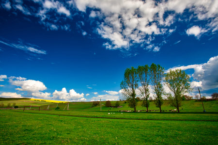 A lot sheep on the beautiful green meadow