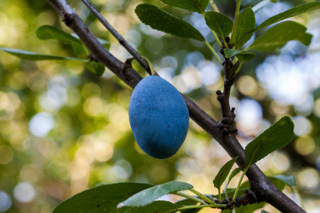 Red ripe plums on the tree
