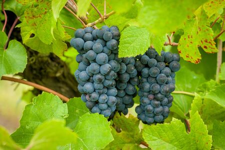 Red grapes on the vine in Moldovaの写真素材