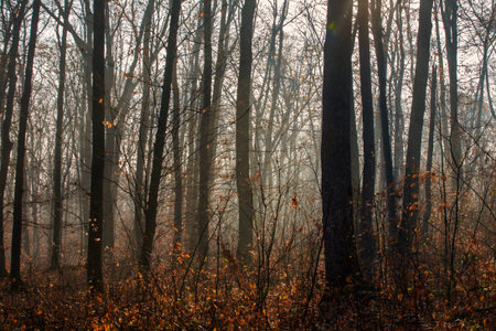 autumn forest and trees with colorful leafs