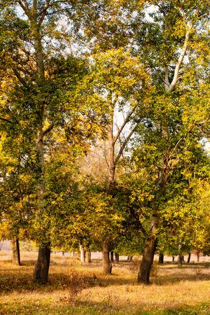 yellowed leaves on the poplar trees.の写真素材