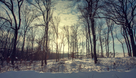 Sunset in a winter forest.