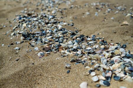 Sea shells on sand as backgroundの写真素材