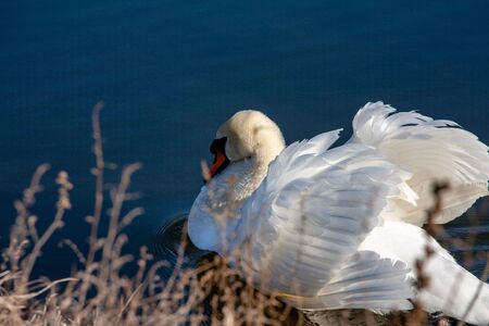 profile of white swan on blue misty lakeの写真素材