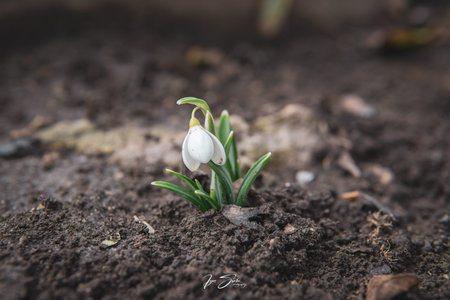 Snowdrop spring flowers. Delicate Snowdrop flower is one of the spring symbols telling us winter is...