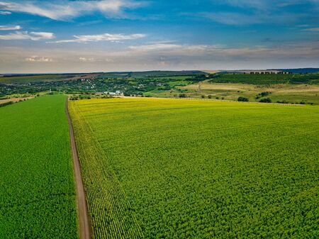 Aerial Flying over Blooming yellow sunflowers field with blue cloudless sky. Sunflowers field under blue sky with white fluffy clouds. Wonderful drone photo for ecological conceptの写真素材
