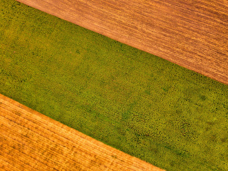 Aerial view of a big sunflower field blooming with a beautiful golden color.