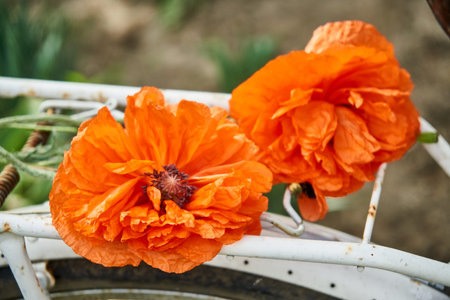 White retro bike in a field of wild poppiesの写真素材