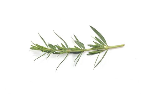 Fresh green rosemary isolated on white, top view. Aromatic herb.の写真素材