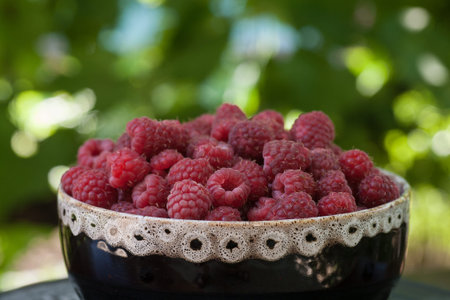 Freshly Picked Raspberries in a bowl in the garden. Closeup